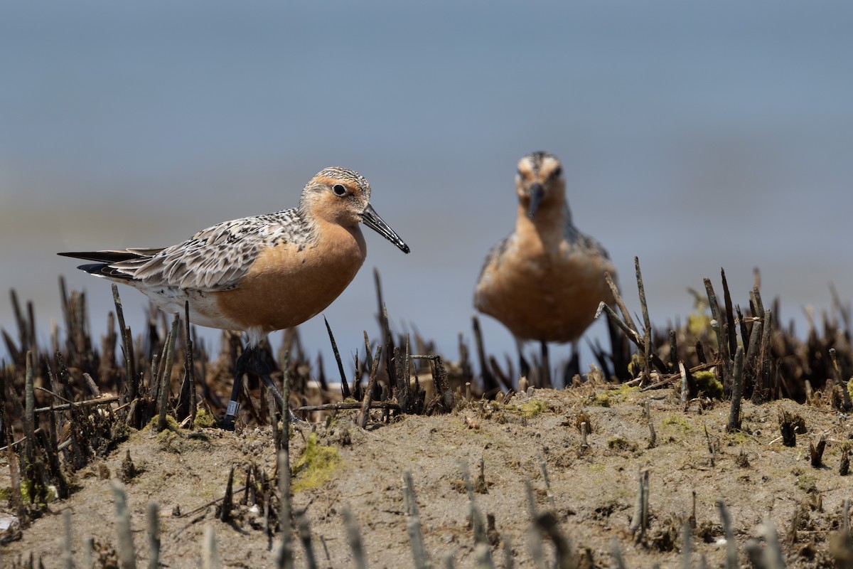 Red Knot - ML619673377