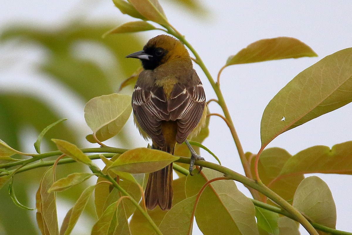 Orchard Oriole - ML619673383