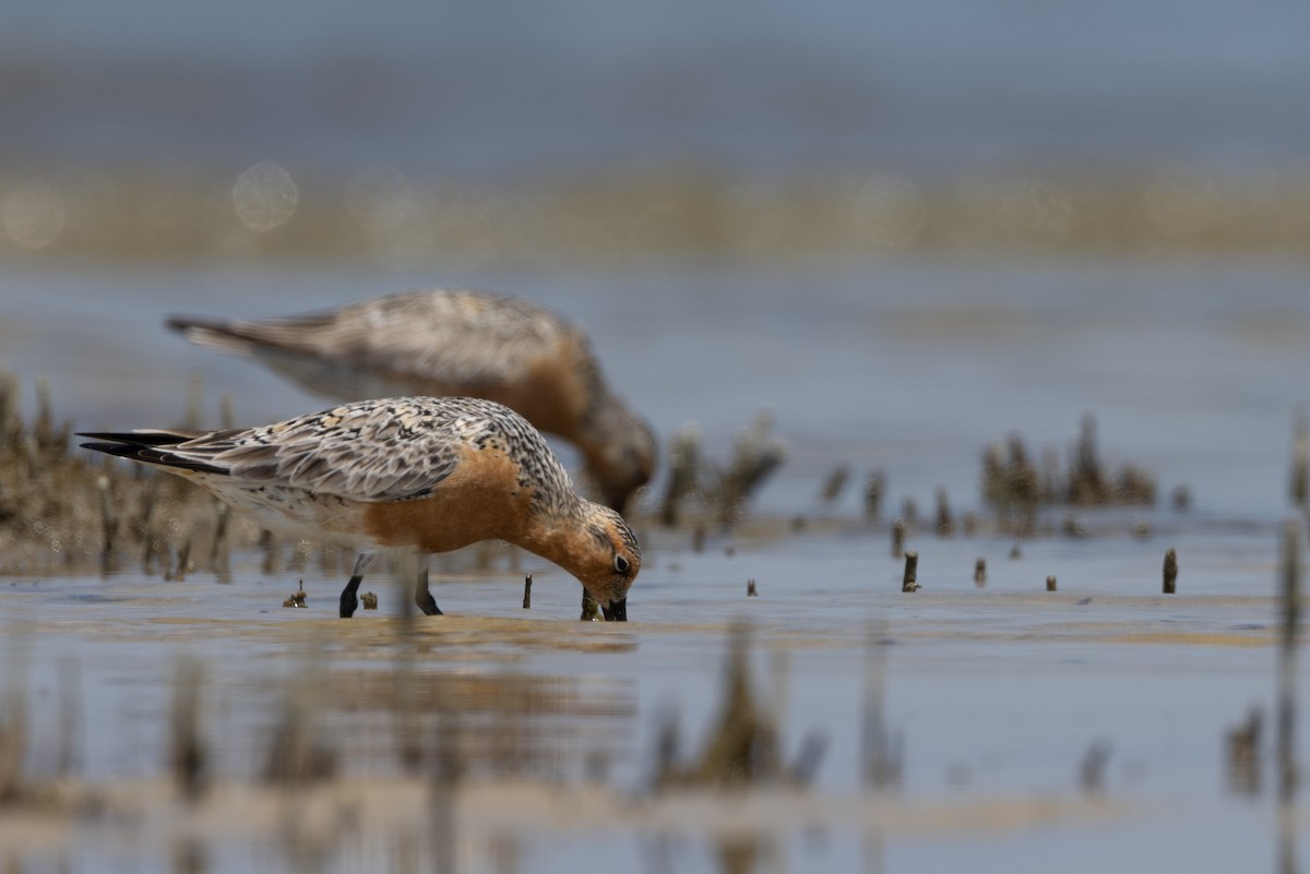 Red Knot - ML619673389