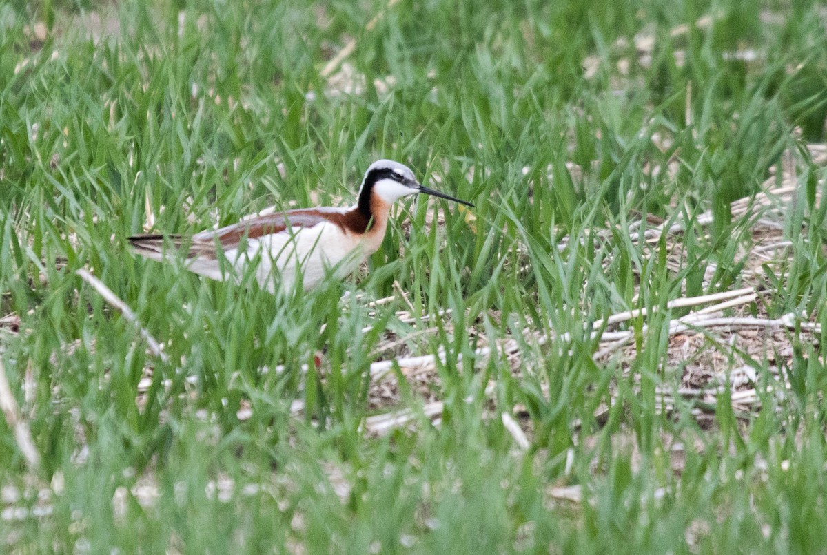 Phalarope de Wilson - ML619673398