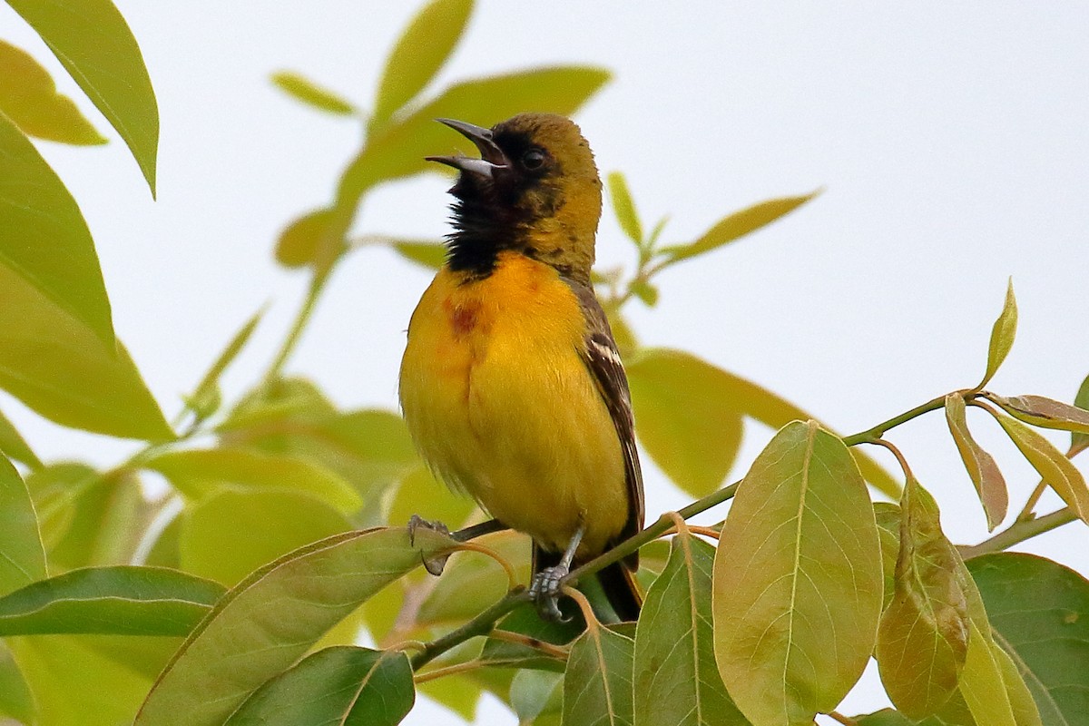 Orchard Oriole - ML619673400