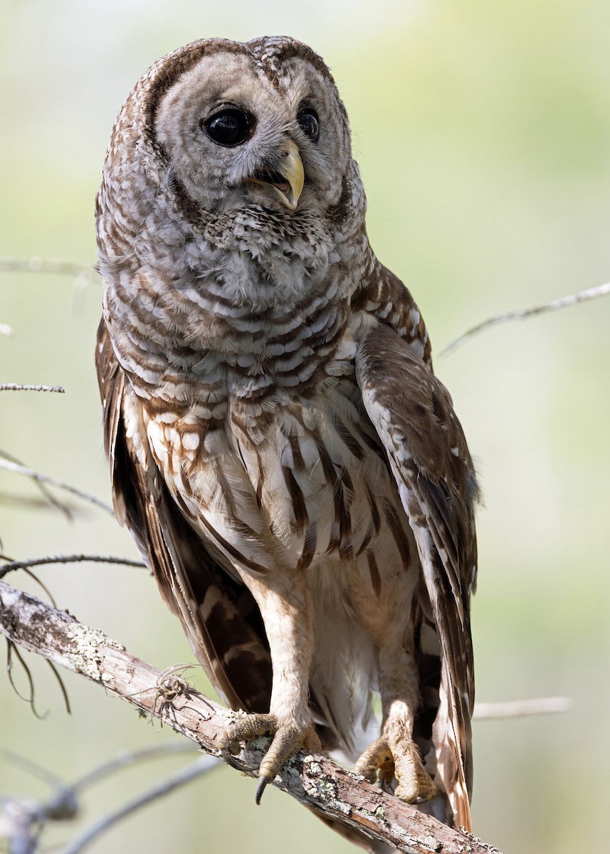 Barred Owl - Jim Guyton