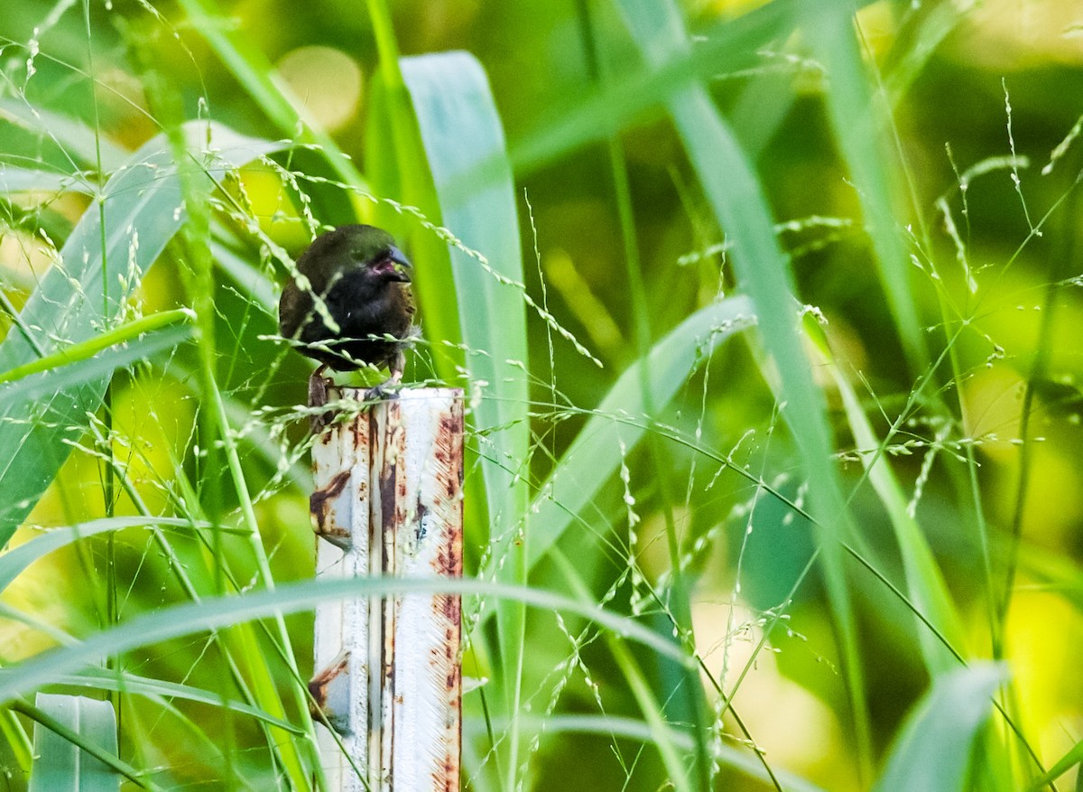 Black-faced Grassquit - ML619673424