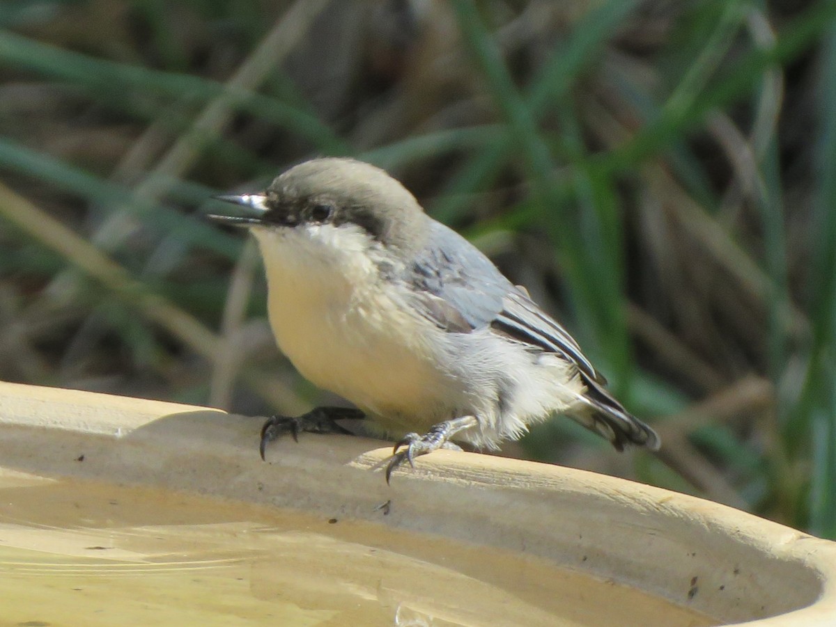 Pygmy Nuthatch - ML619673445