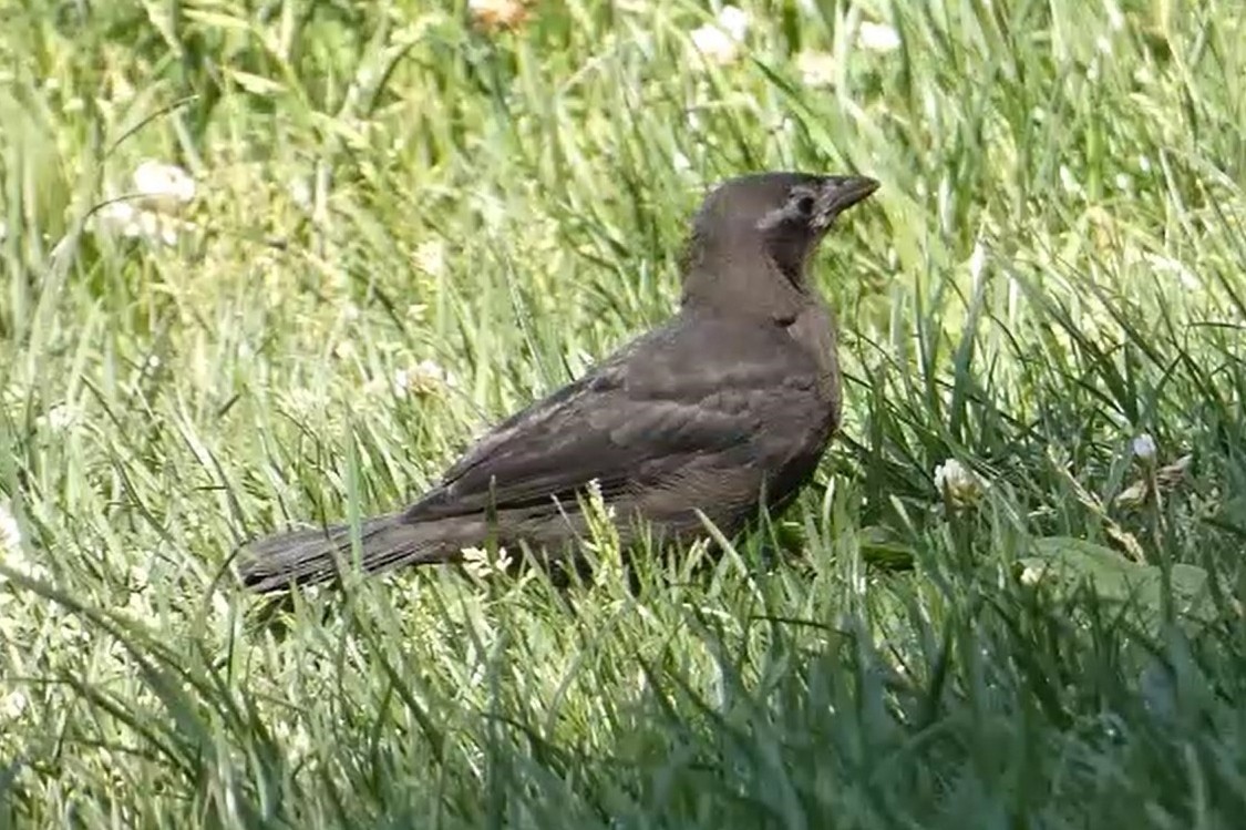 Common Grackle - ML619673460