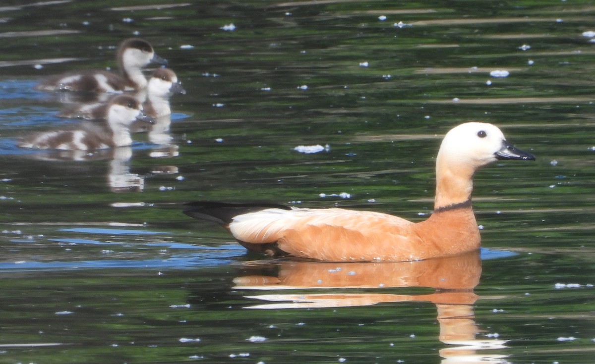 Ruddy Shelduck - ML619673471