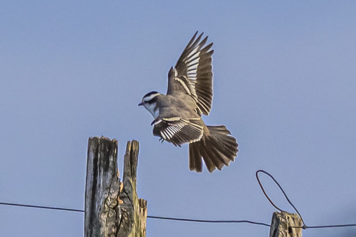 Black-crowned Monjita - ML619673483