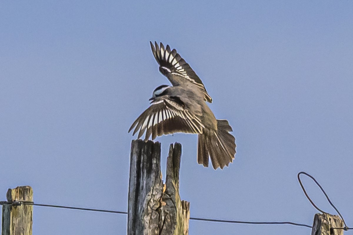 Black-crowned Monjita - ML619673486