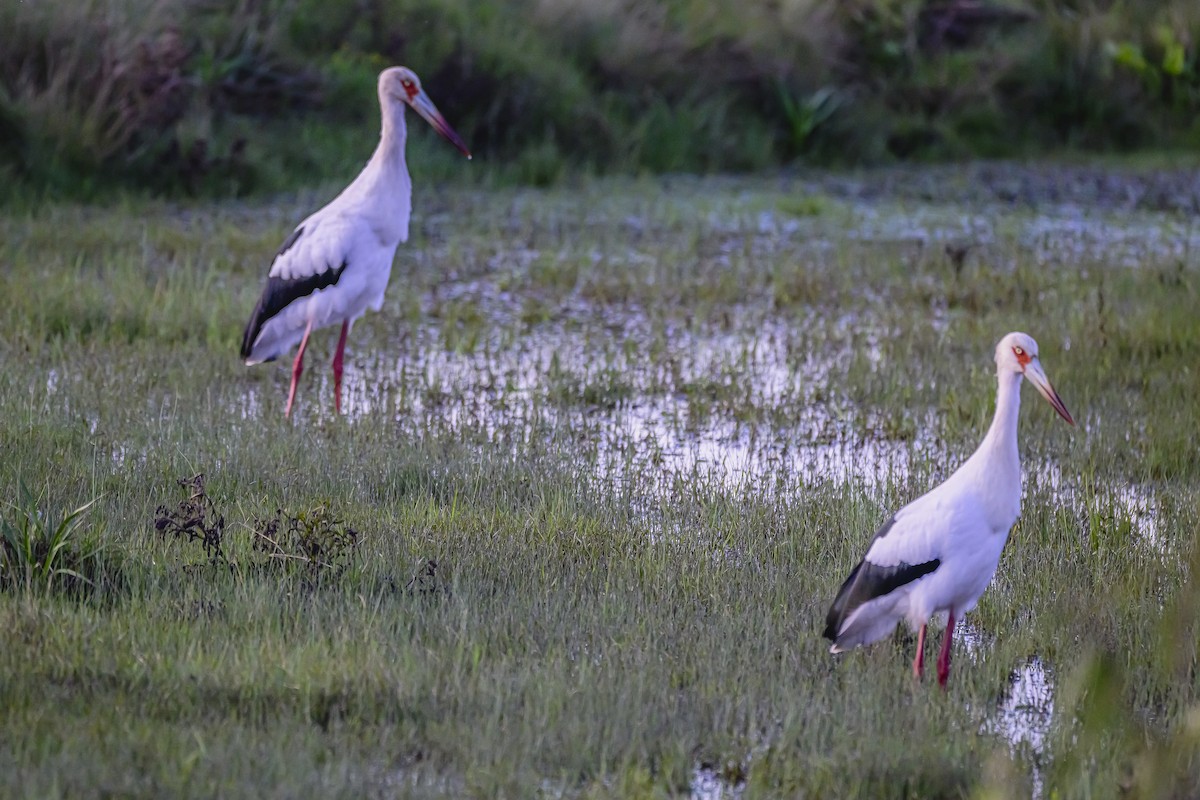 Maguari Stork - ML619673544