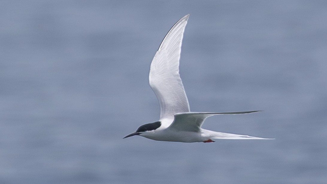 Roseate Tern - ML619673553