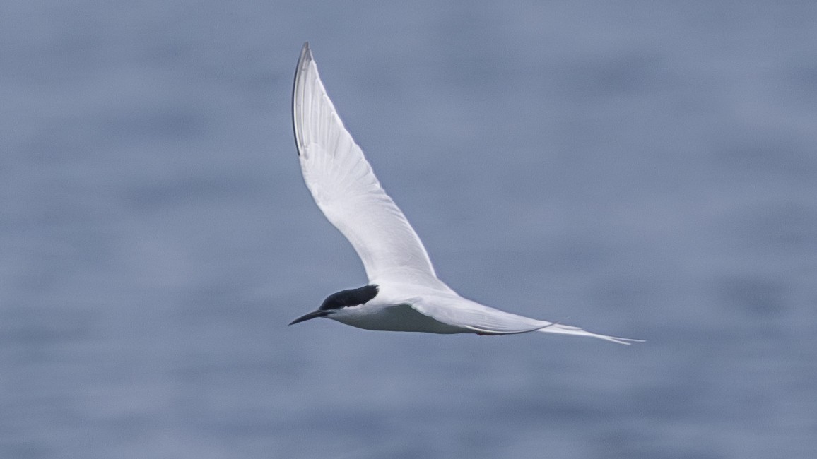 Roseate Tern - ML619673562