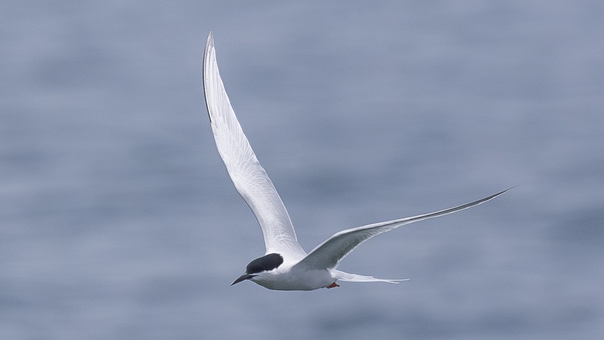 Roseate Tern - Charmain Ang