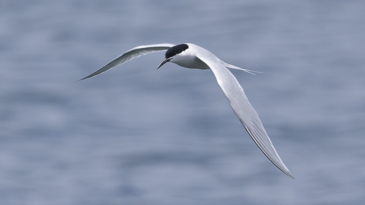 Roseate Tern - ML619673586