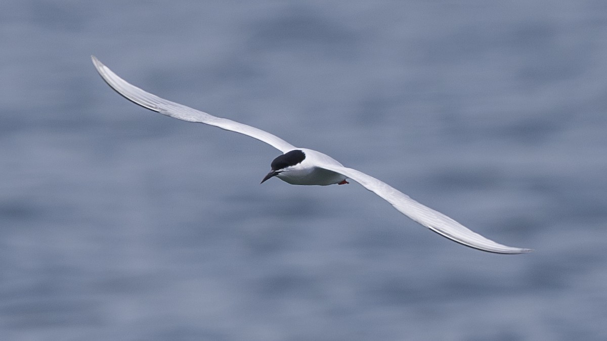 Roseate Tern - Charmain Ang