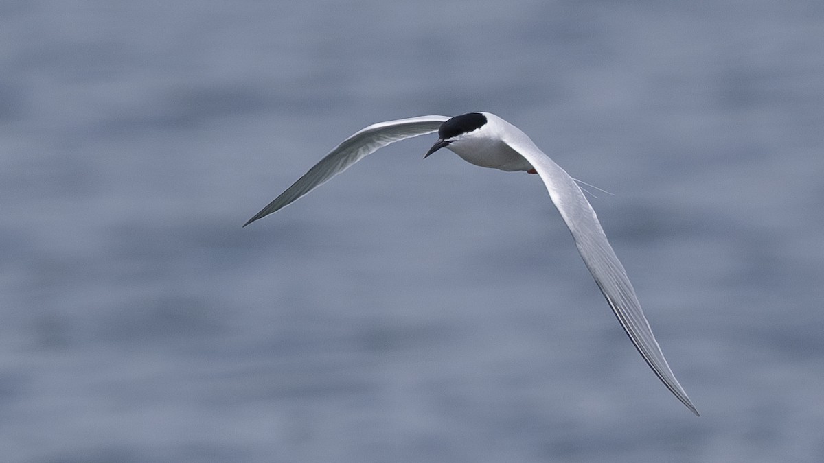 Roseate Tern - ML619673598