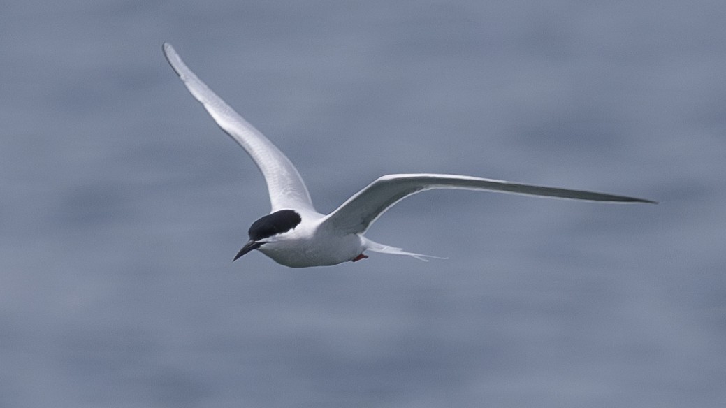 Roseate Tern - ML619673602