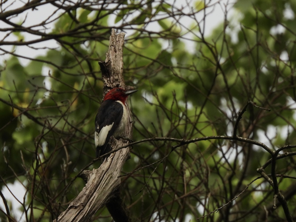 Red-headed Woodpecker - ML619673613