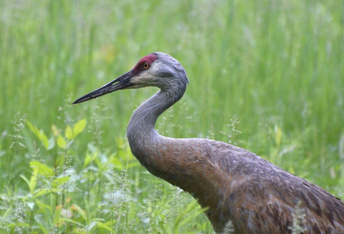 Sandhill Crane - Steve Wegner