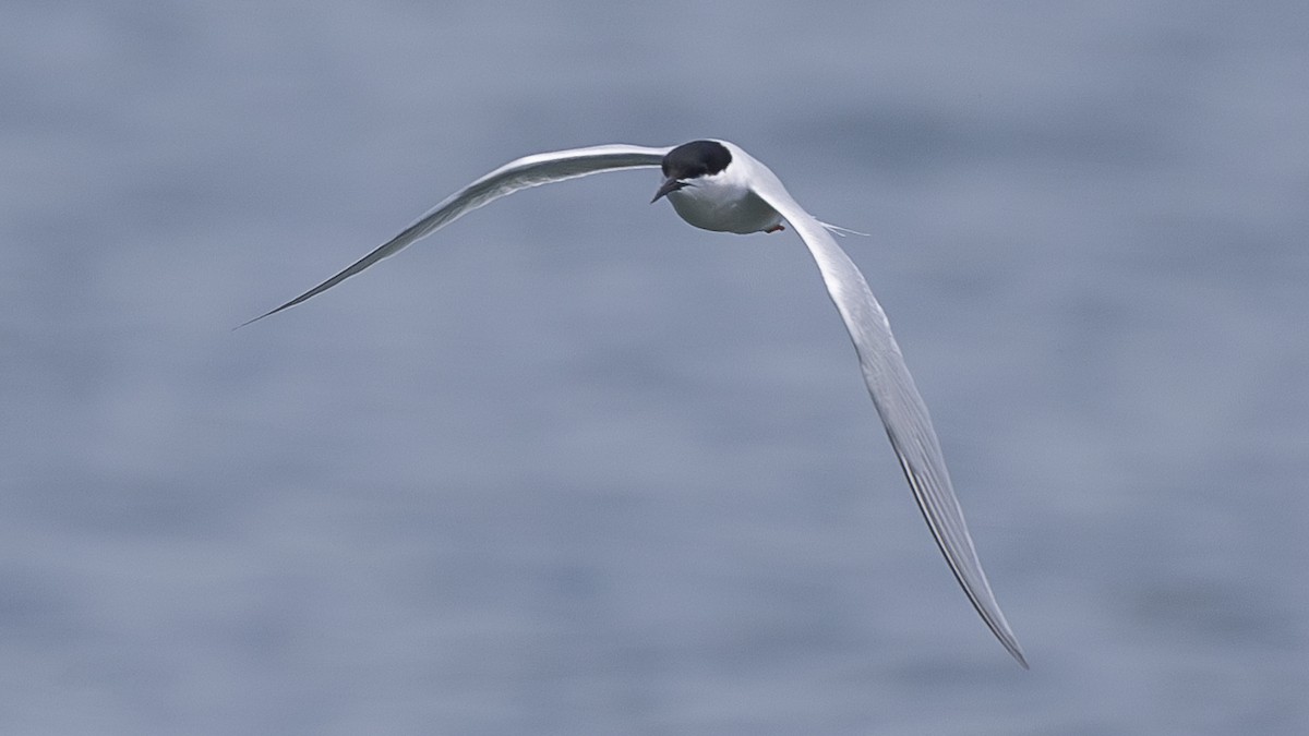 Roseate Tern - ML619673647