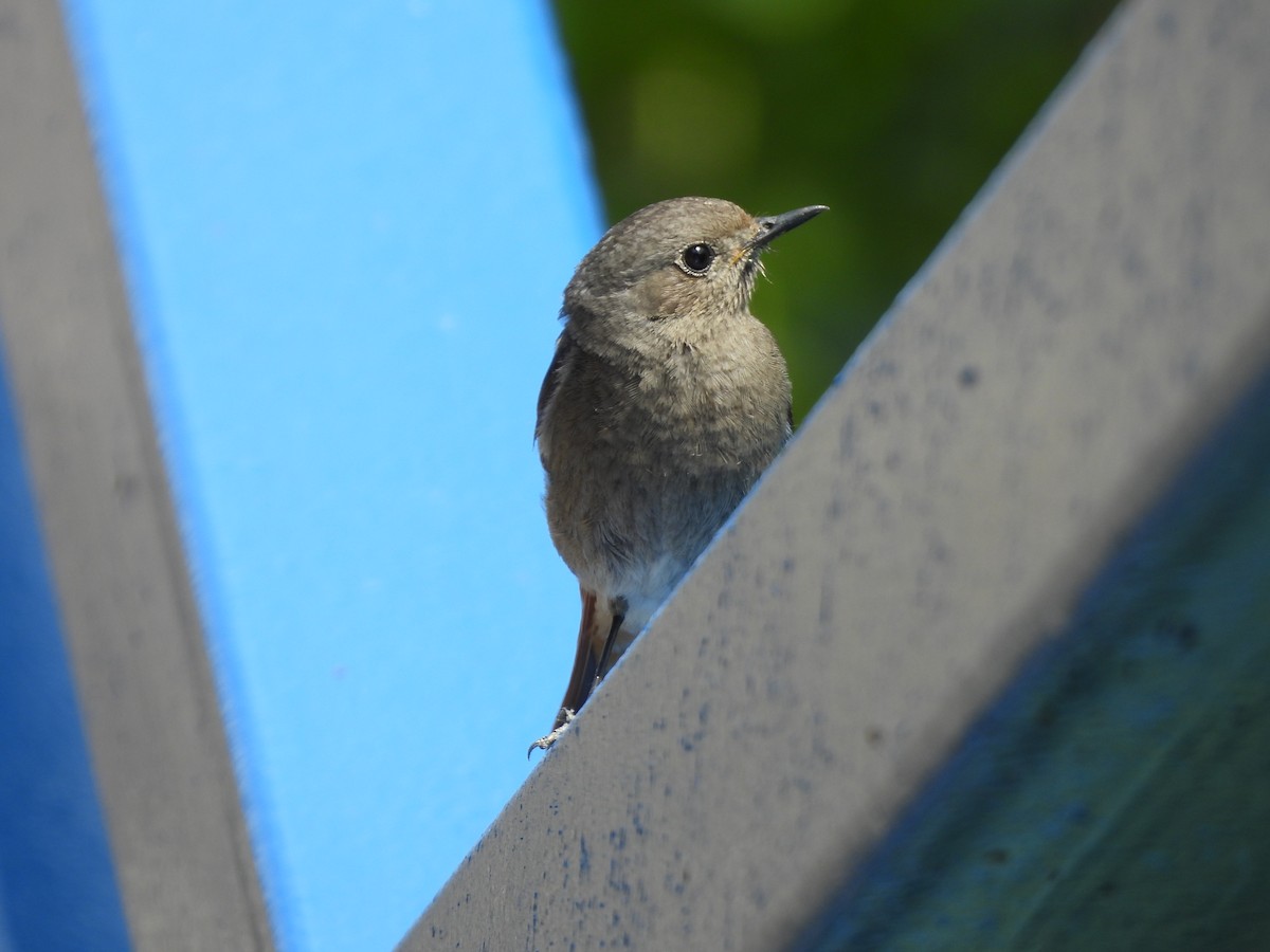 Black Redstart - ML619673654