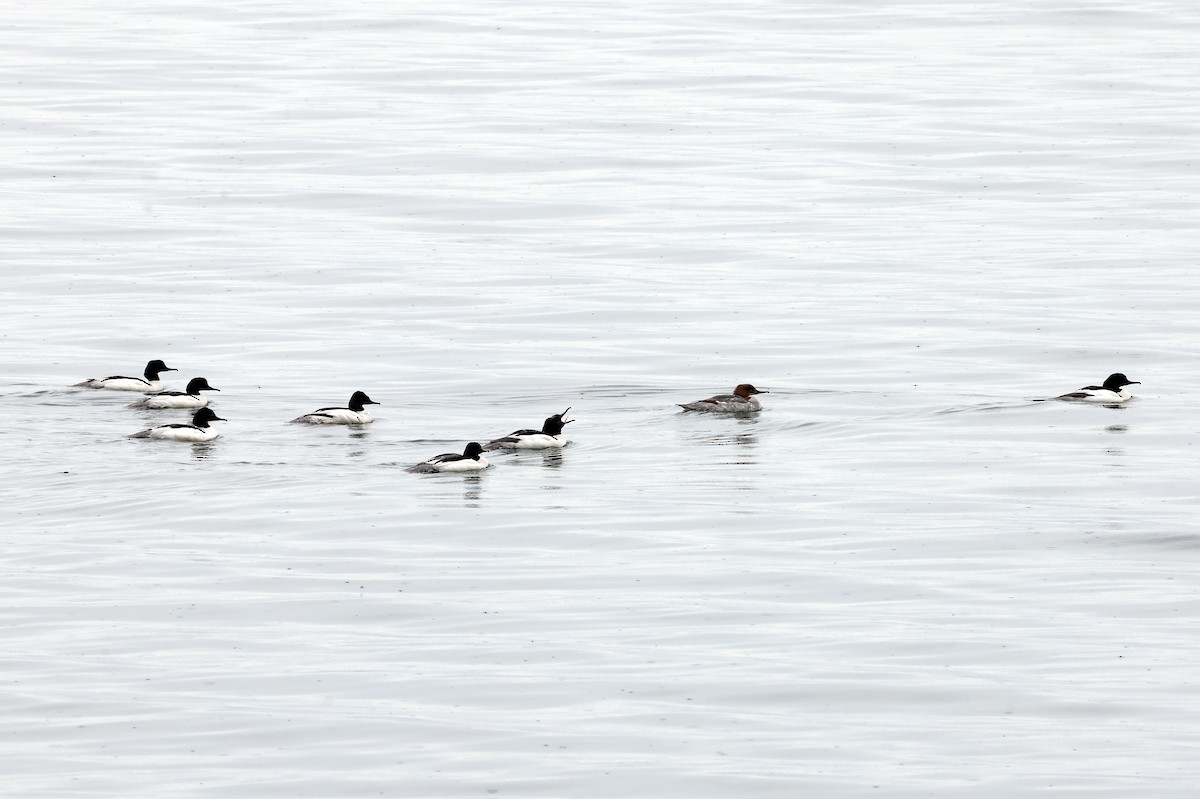 Common Merganser - ML619673657