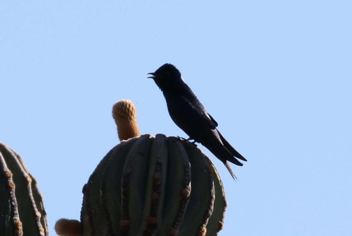 Purple Martin - ML619673669