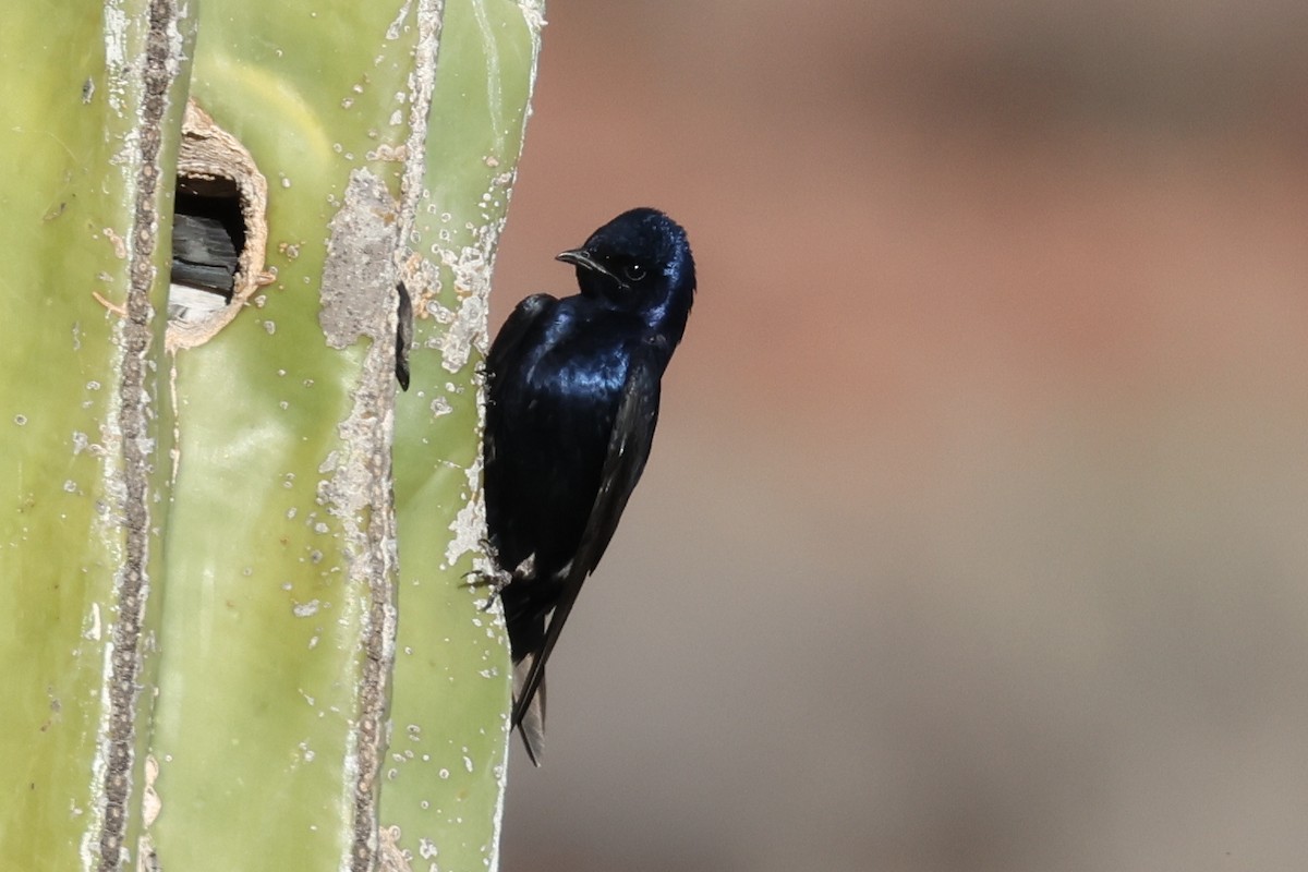 Purple Martin - ML619673670