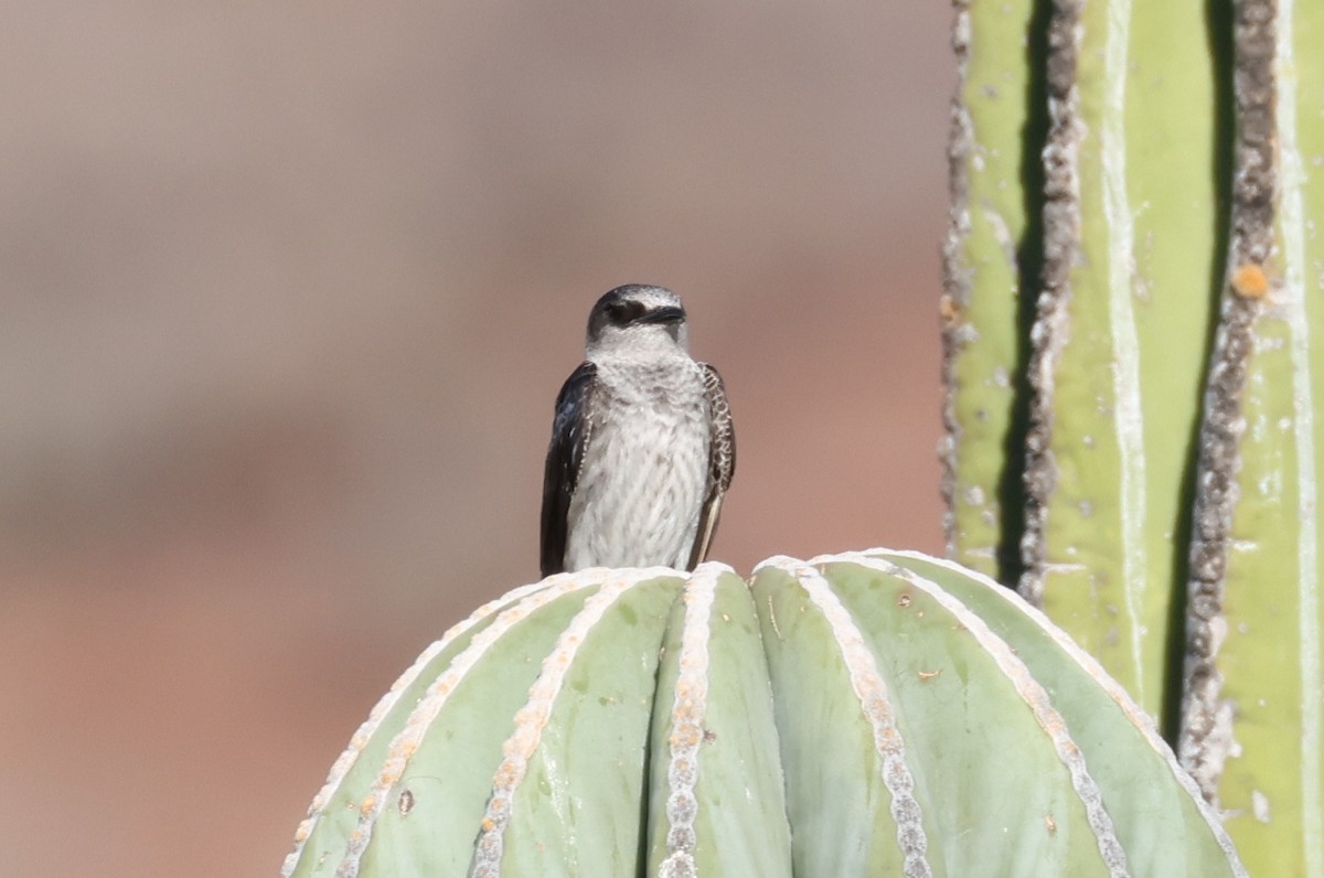 Purple Martin - ML619673672