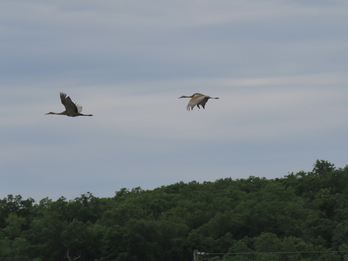 Sandhill Crane - ML619673675