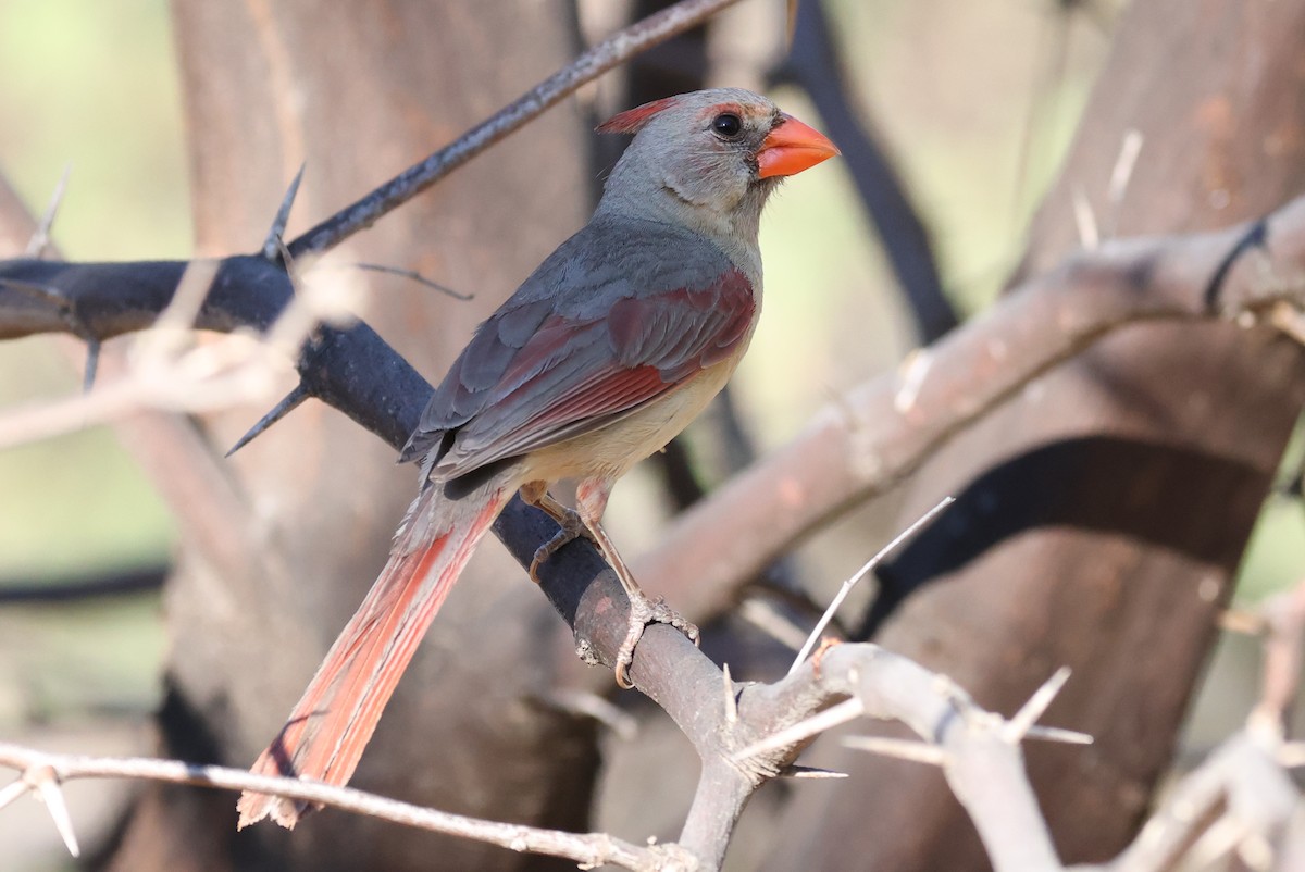 Northern Cardinal - ML619673688