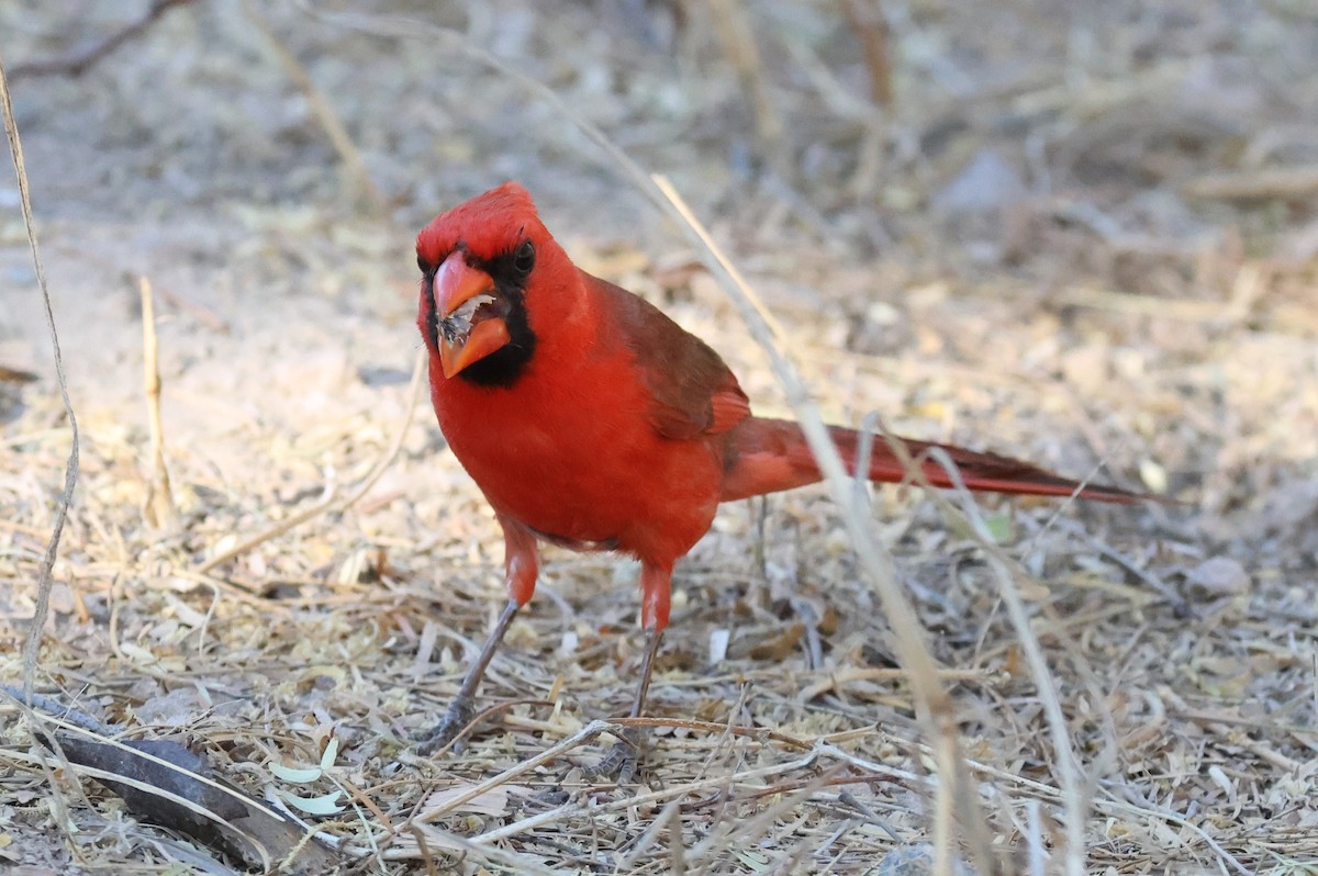 Northern Cardinal - ML619673689