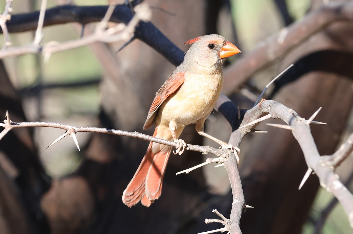 Northern Cardinal - ML619673690