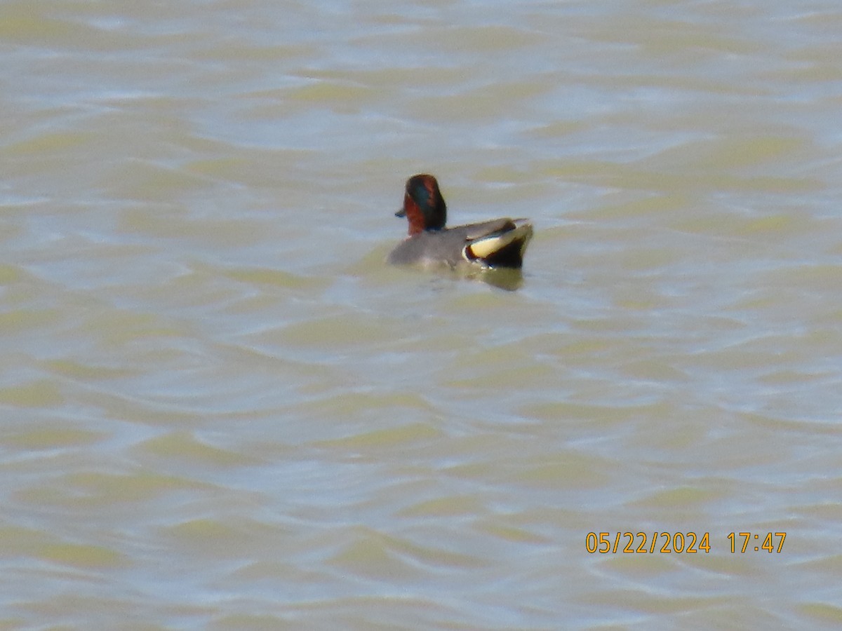 Green-winged Teal - ML619673695