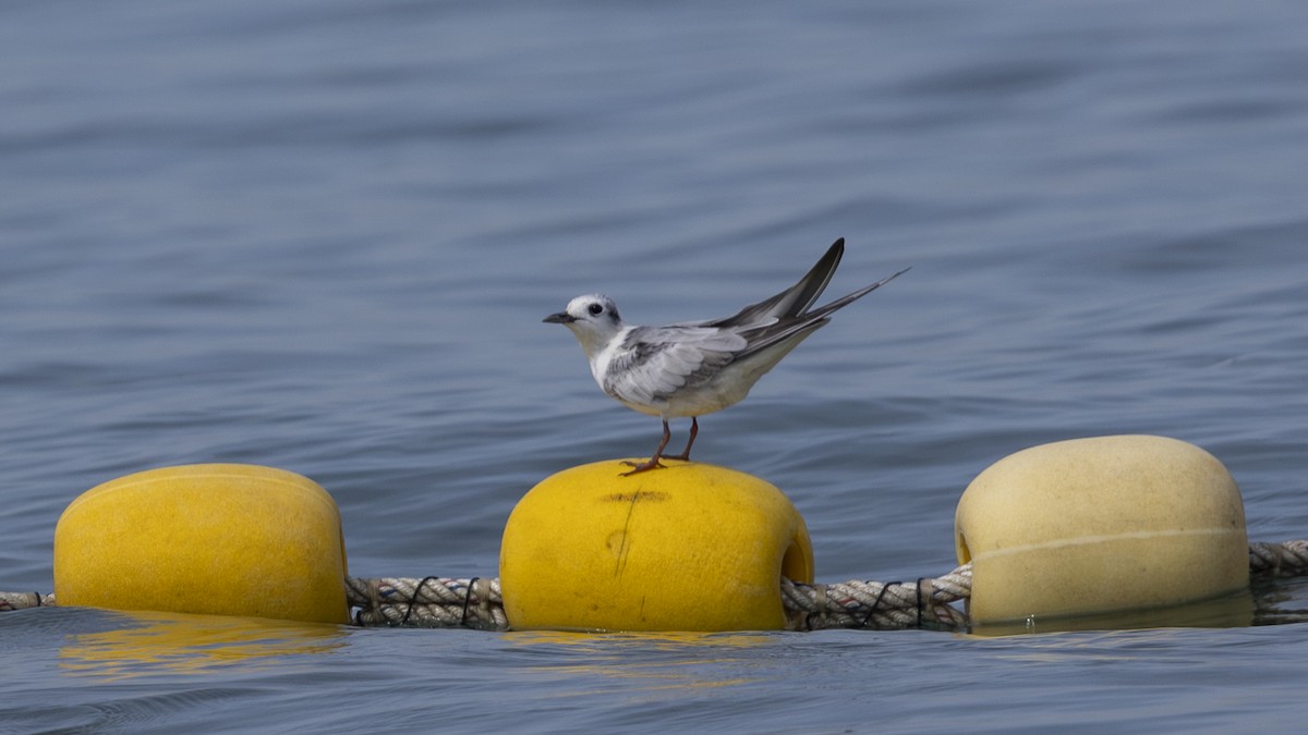 White-winged Tern - ML619673732