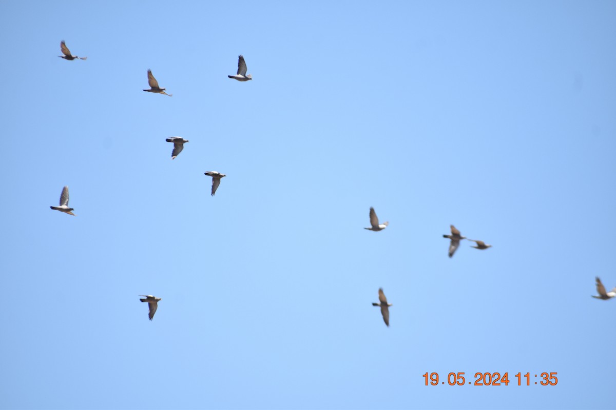 Spot-winged Pigeon - ML619673743