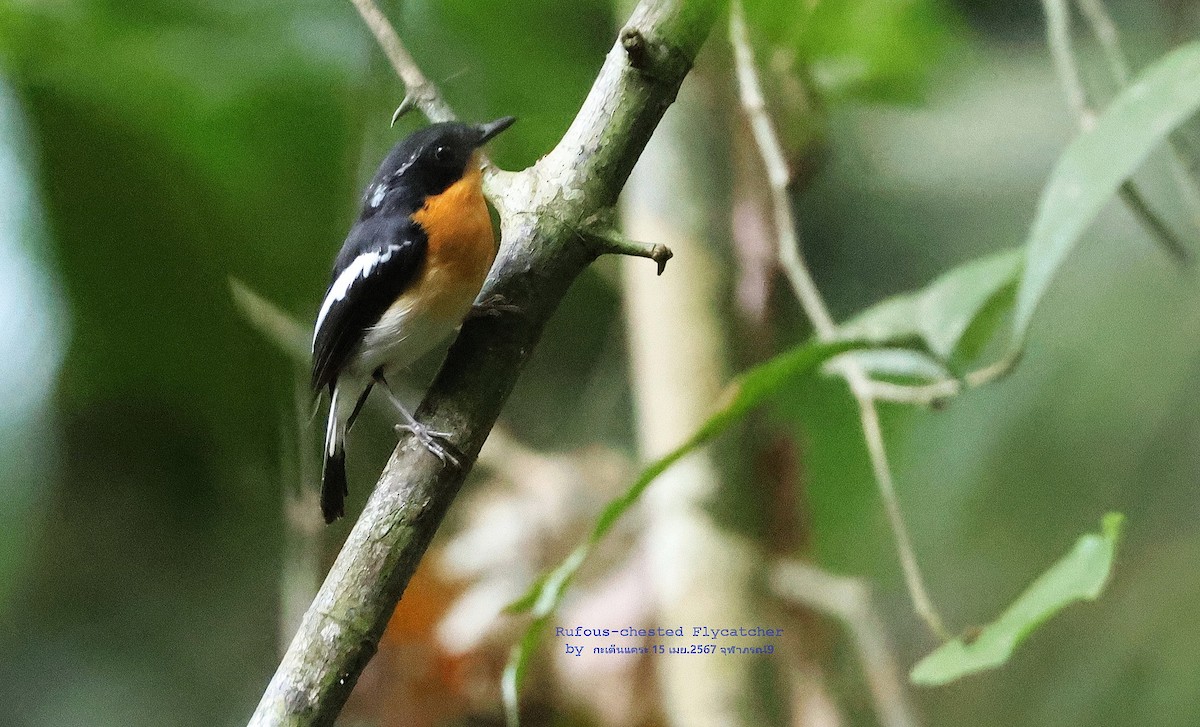 Rufous-chested Flycatcher - ML619673776