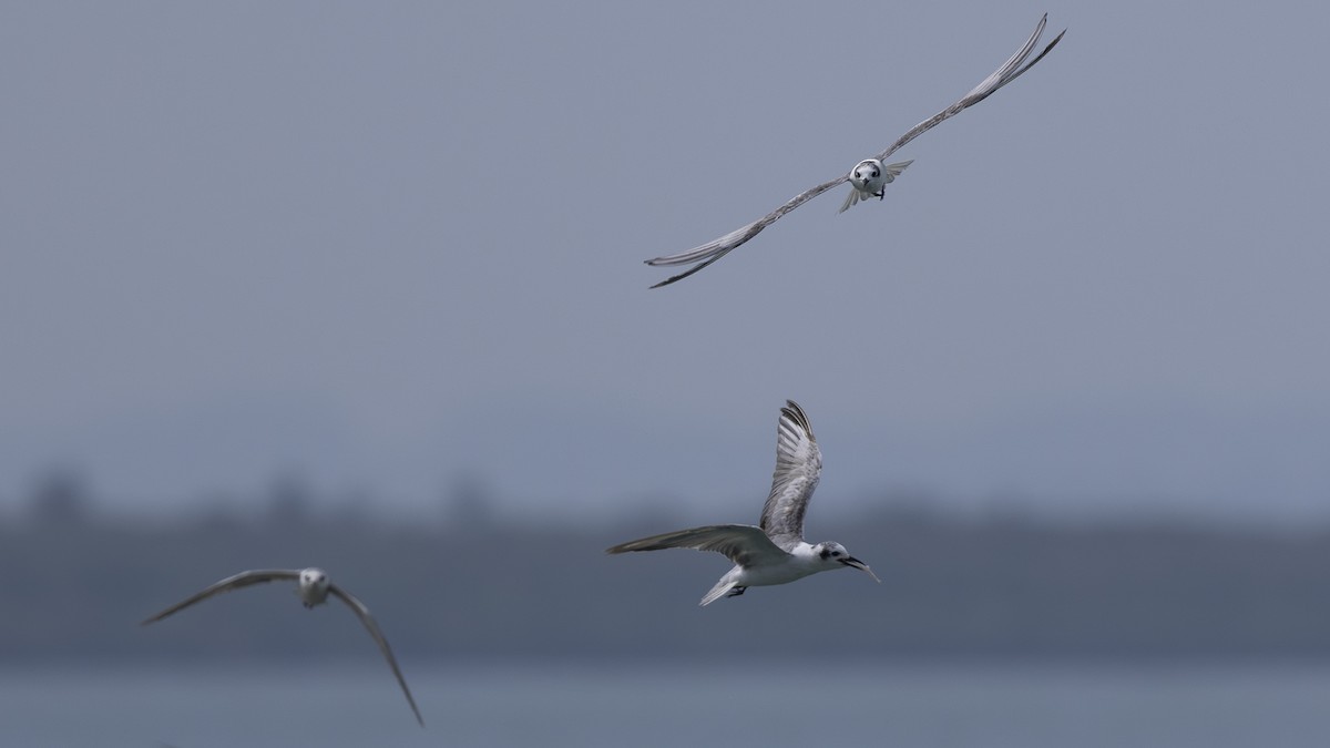 White-winged Tern - ML619673784