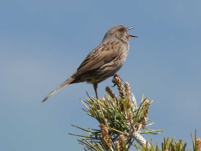 Dunnock - ML619673804