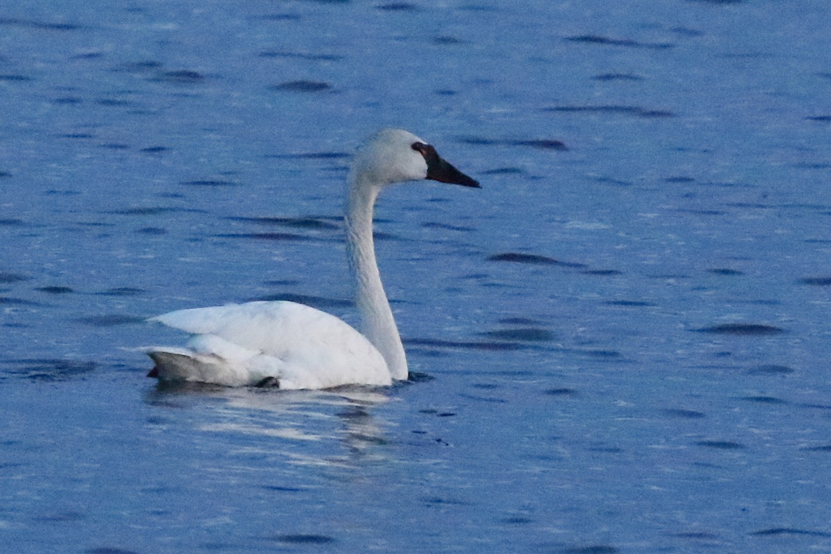 Tundra Swan - ML619673840