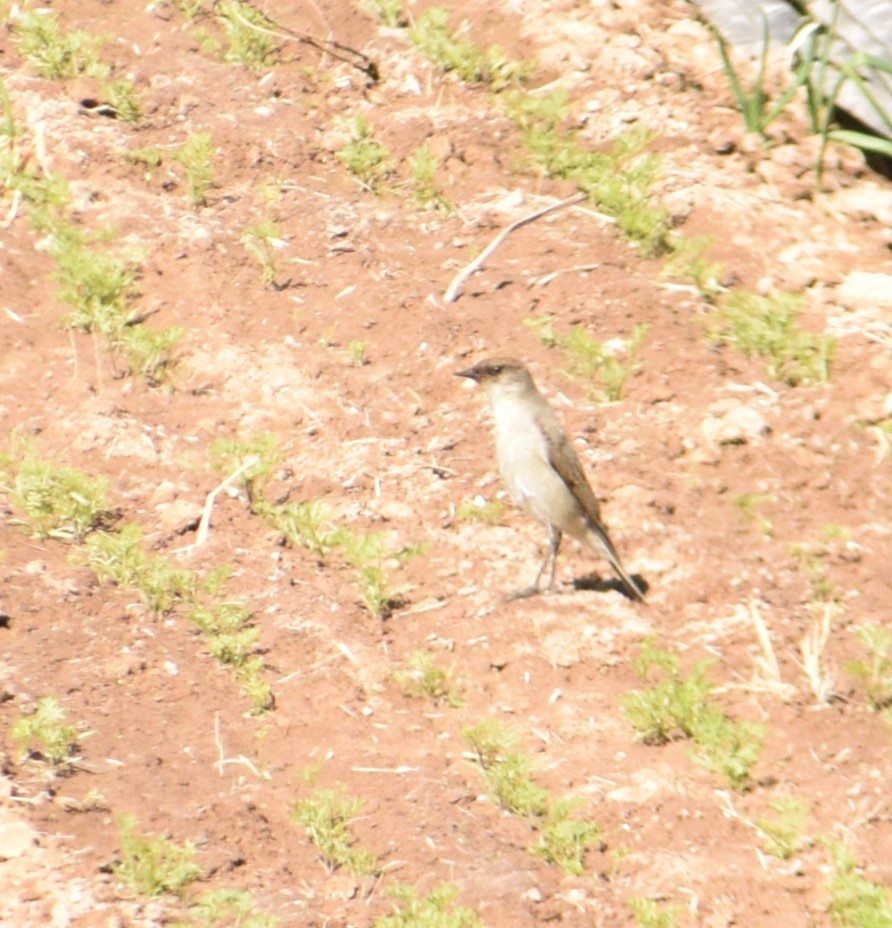 カオグロイワタイランチョウ - ML619673863