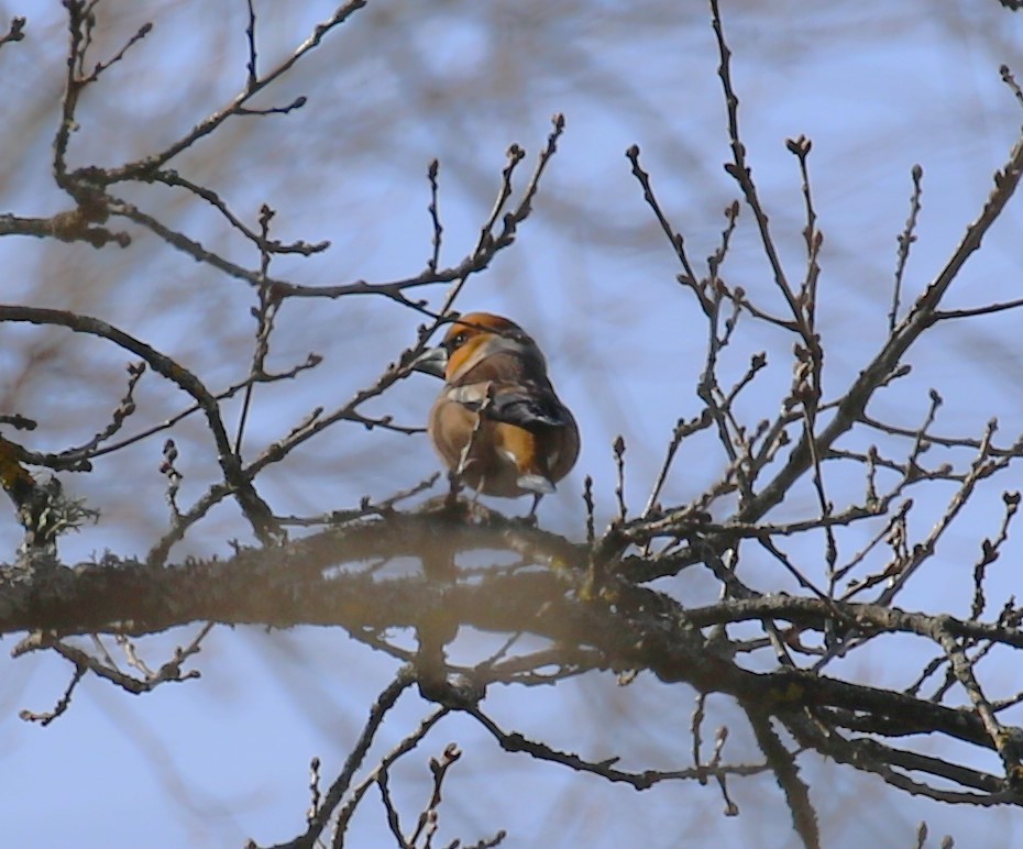 Hawfinch - ML619673871