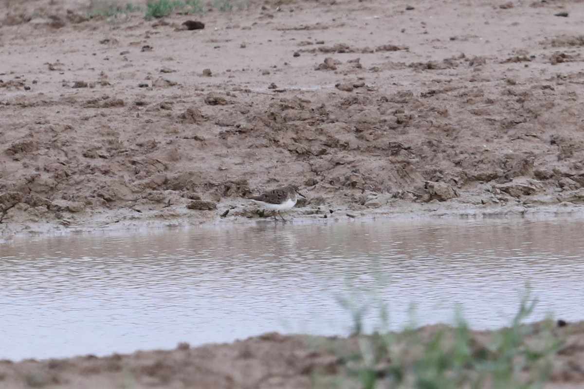 Temminck's Stint - ML619673891