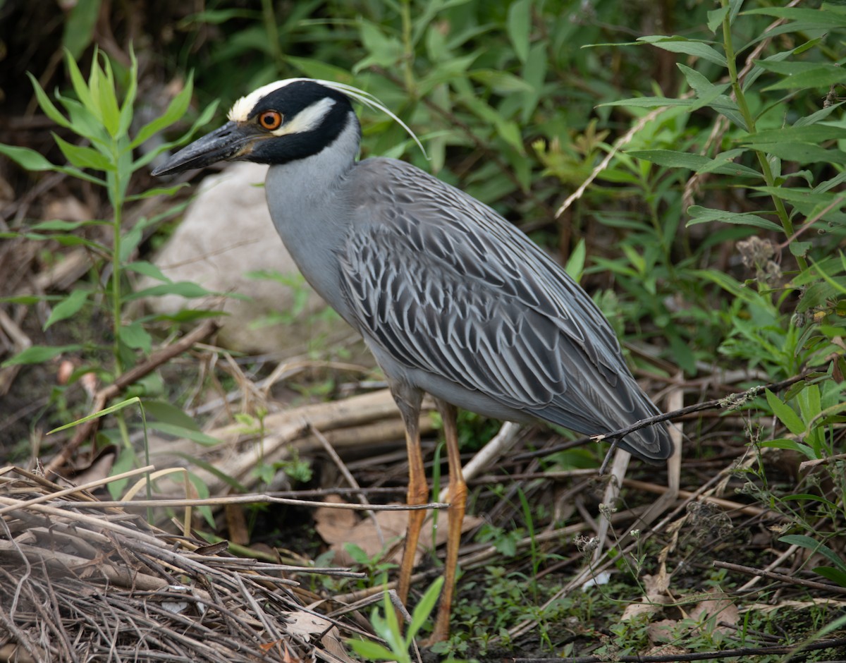 Yellow-crowned Night Heron - ML619673935