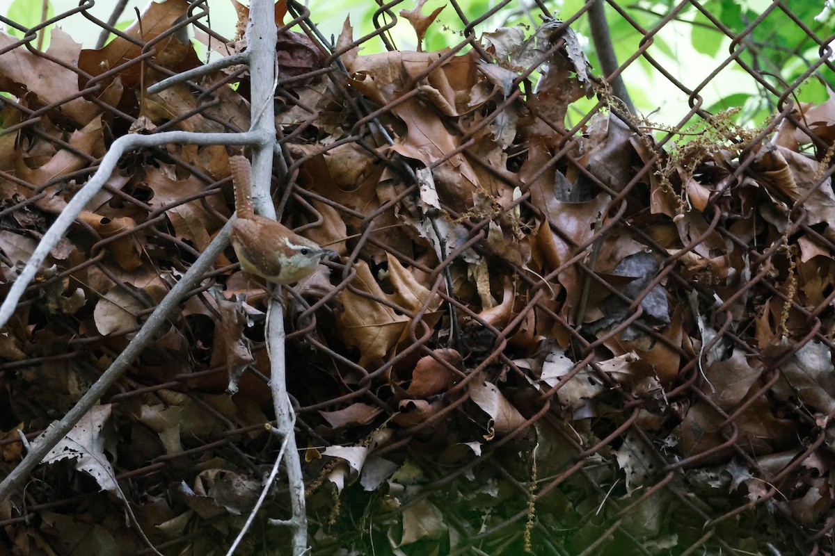 Carolina Wren - ML619673946