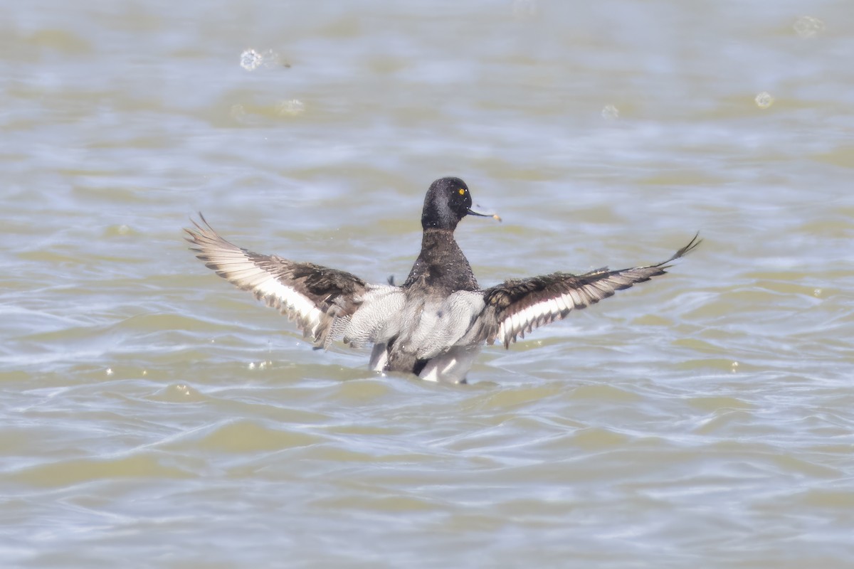 Lesser Scaup - ML619673992