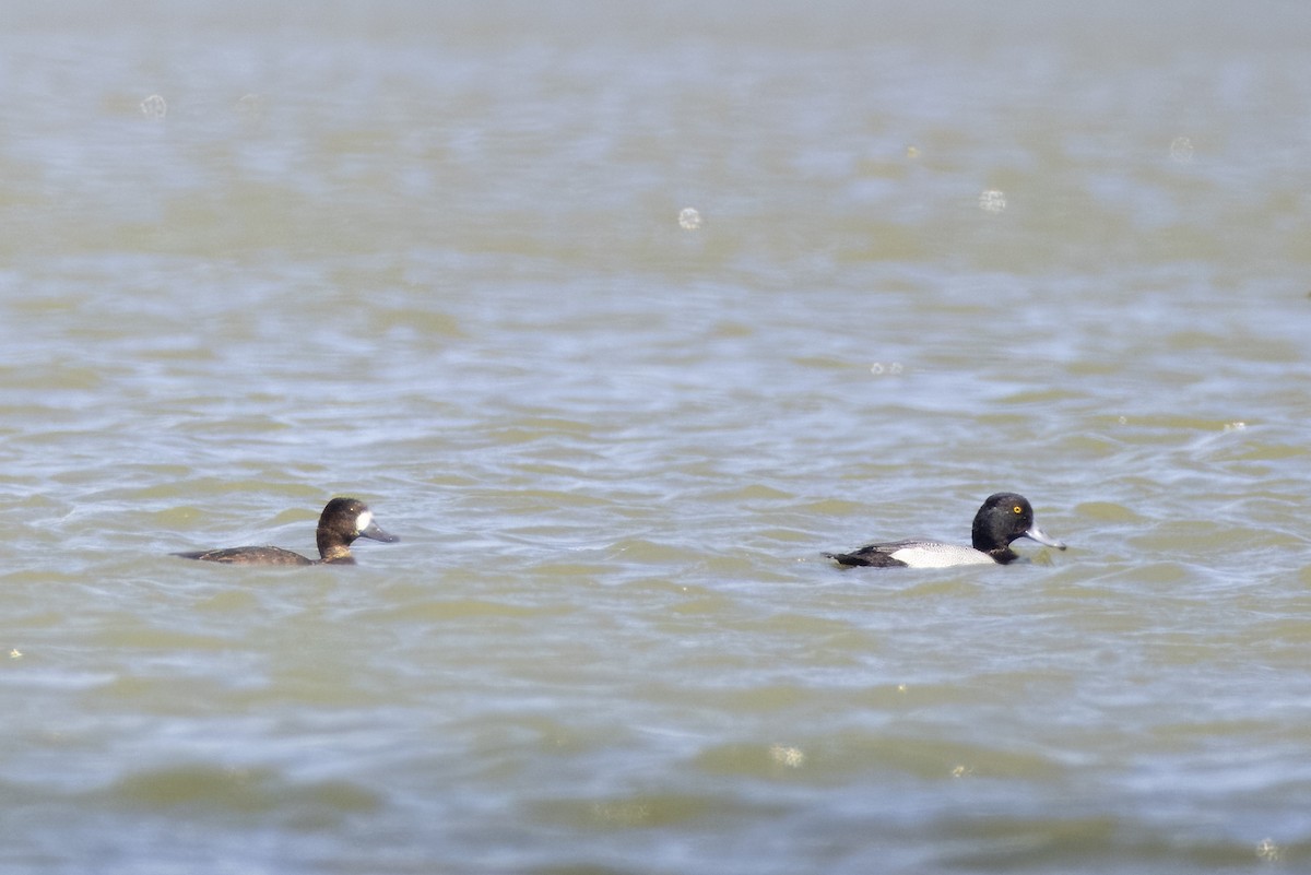 Lesser Scaup - ML619673999