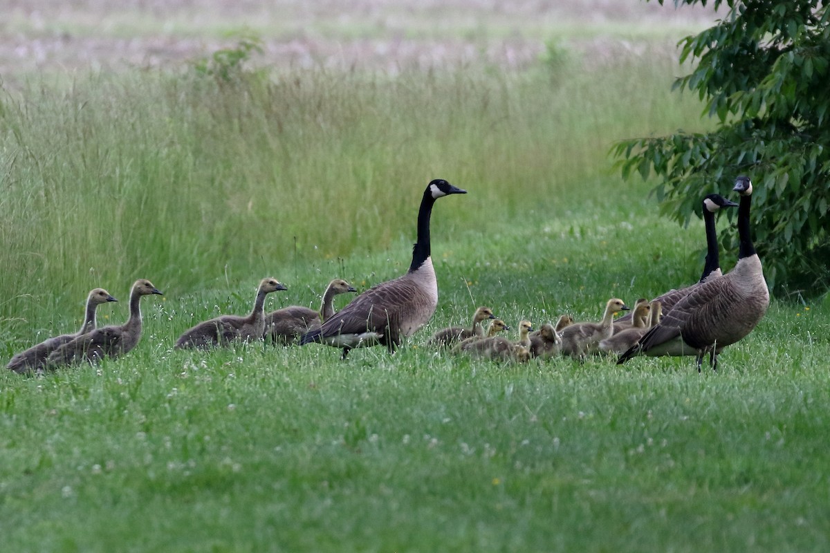 Canada Goose - ML619674009