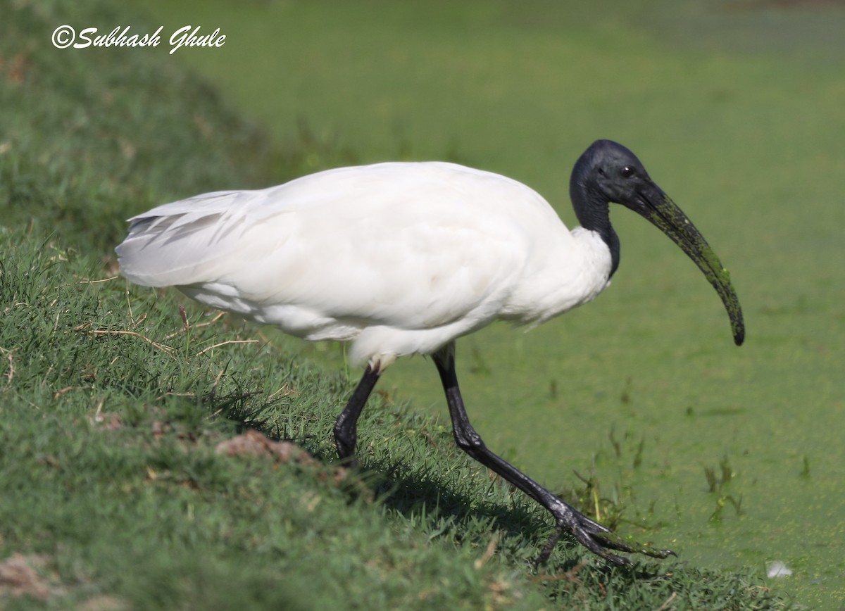 ibis černohlavý - ML619674017
