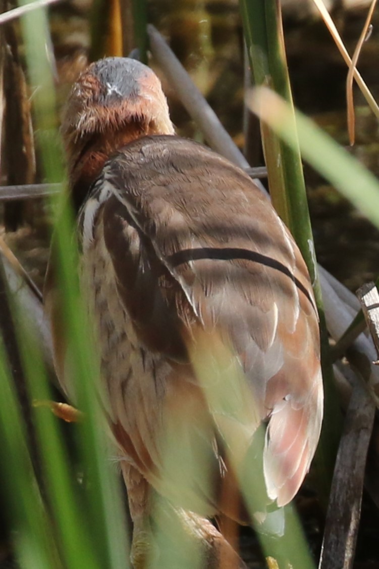 Least Bittern - ML619674041