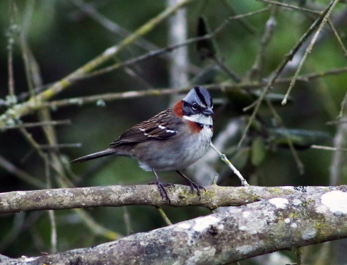 Rufous-collared Sparrow - ML619674042